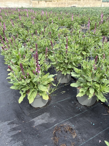 [SALB17R] Salvia nemorosa Rianne® bush 17