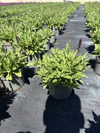 [SALB17R] Salvia nemorosa Rianne® cespuglio 17