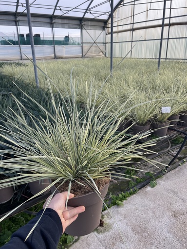 [LOMB21WS] Lomandra longifolia White Sands vaso 21
