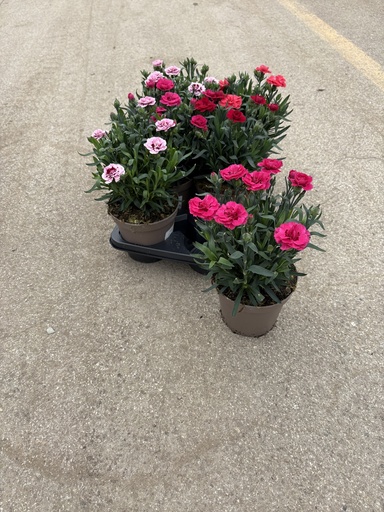 [DIAB14O] Dianthus Oscar vaso 14