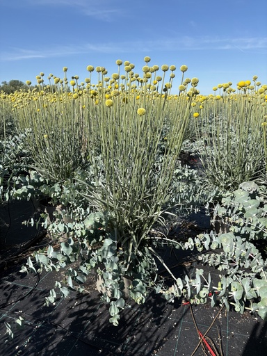 [EUCCRASGC] Eucalyptus/Craspedia Garden Container MIX V.26