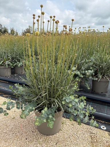 [EUCCRASGC] Eucalyptus/Craspedia Garden Container MIX V.26