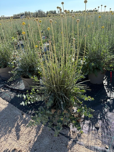 [EUCCRASGC] Eucalyptus/Craspedia Garden Container MIX V.26