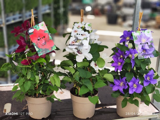 [CLEP17] Clematis Boulevard piramide 17