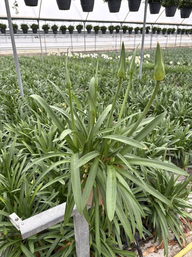 [AGAB17W] Agapanthus hyb. white pot 17