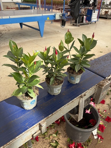 [DIPB12R] Dipladenia Rot Busch 12