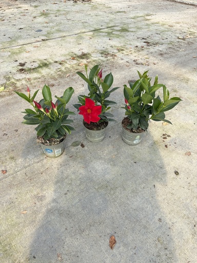 [DIPB12R] Dipladenia Rot Busch 12