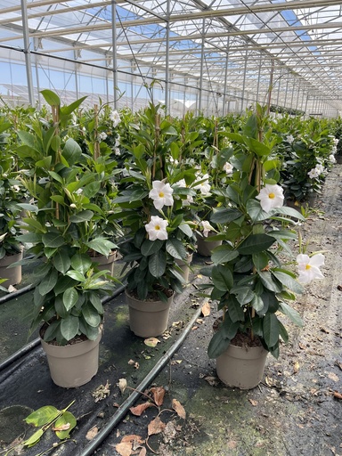 [DIPP17W] Dipladenia bianco piramide 17