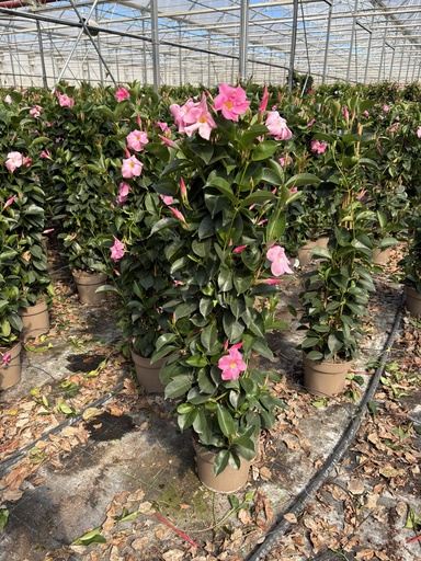 [DIPP21P] Dipladenia pink piramide 21