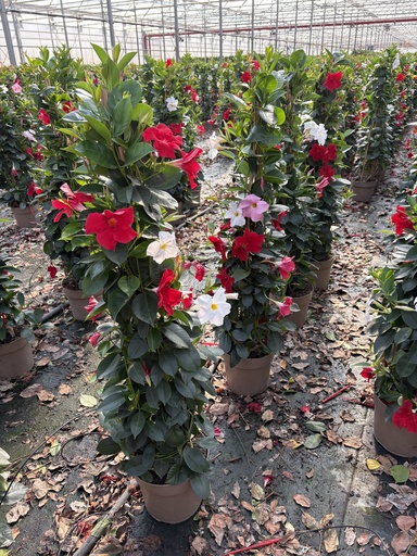 [DIPP21T] Dipladenia Dreifarbig Pyramide 21 