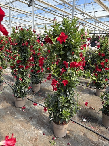 [DIPP27R] Dipladenia red pyramid 27