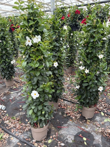 [DIPP27W] Dipladenia bianco piramide 27