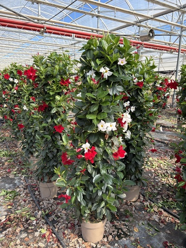 [DIPP27B] Dipladenia Zweifarbig Pyramide 27 