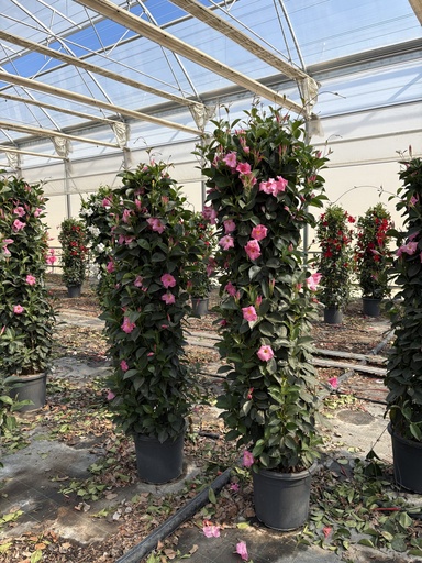 [DIPP33P] Dipladenia pink pyramid 33 