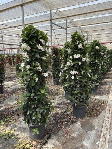 [DIPP33W] Dipladenia Weiss Pyramide 33 