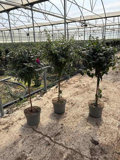 [FUCST23] Fuchsia hybrida stem 23