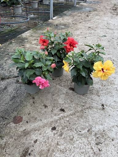 [HIBB17FD] Hibiscus rosa sin. Gefüllte Blüte Busch 17 