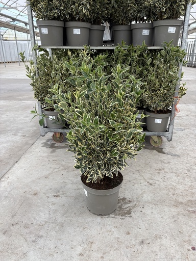 [EUOB26B] Euonymus jap. Bravo Busch 26