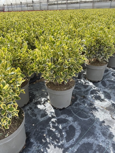 [EUOB26B] Euonymus jap. Bravo cespuglio 26