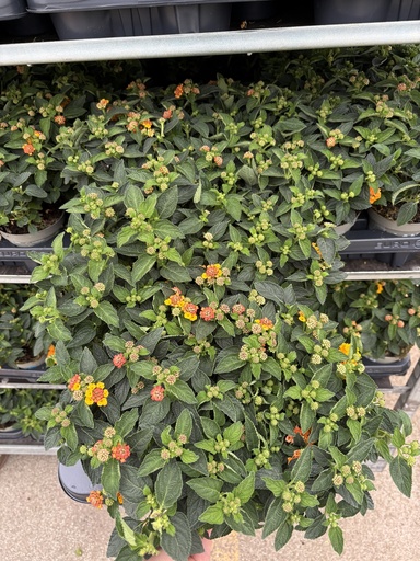 [LANB12O] Lantana camara arancio cespuglio 12