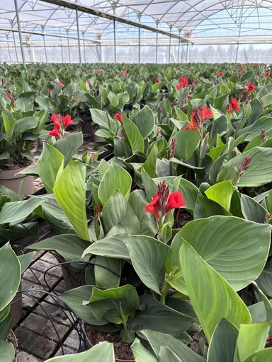 [CANB27] Canna CANNOVA bush 27