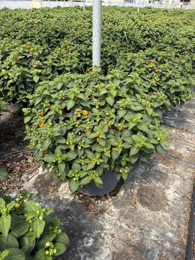 [LANB33O] Lantana camara Orange Busch 33