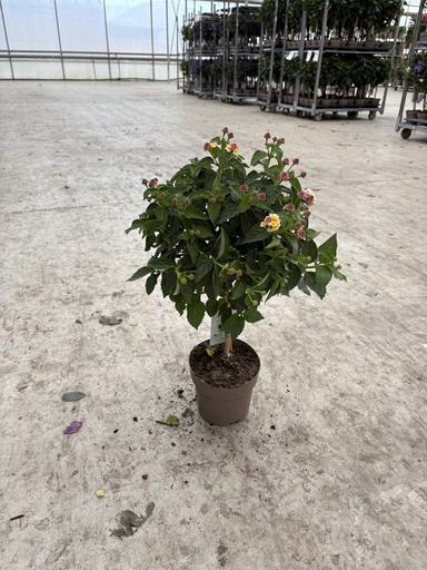 [LANST17L] Lantana camara Lila Stamm 17 