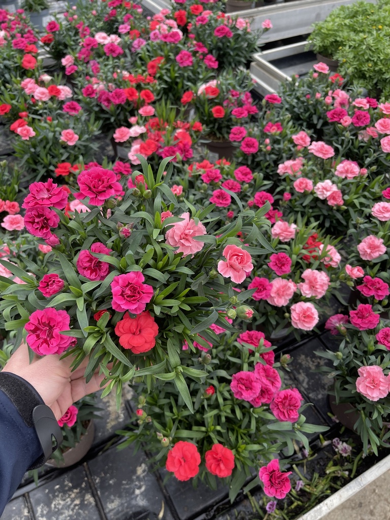 Dianthus Oscar tricolor vaso 14