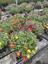 Portulaca umb. Pazzaz Nano basket 27