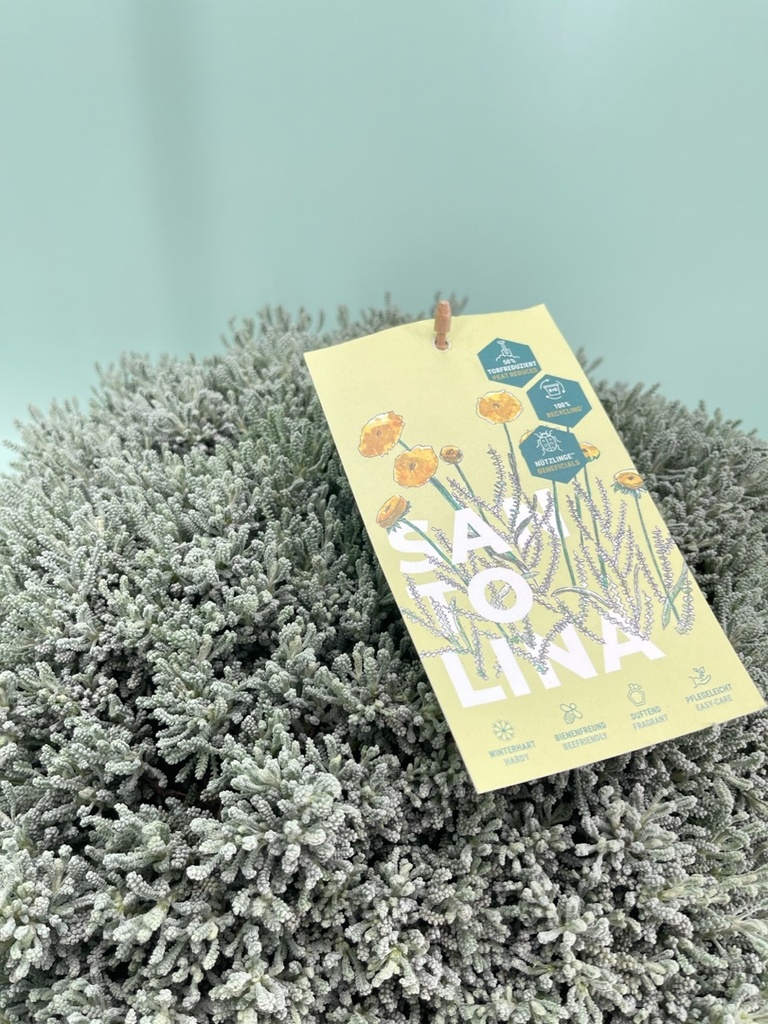 Santolina chamaecyparissus cespuglio 27