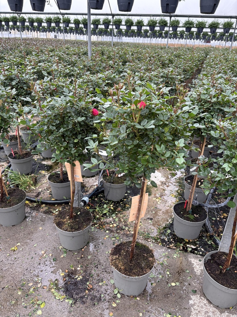 Rosa hybrida alberello 23