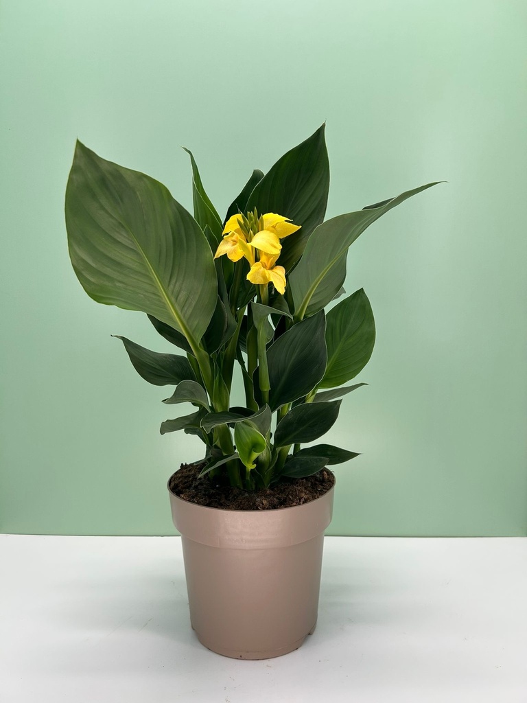 Canna CANNOVA cespuglio 27