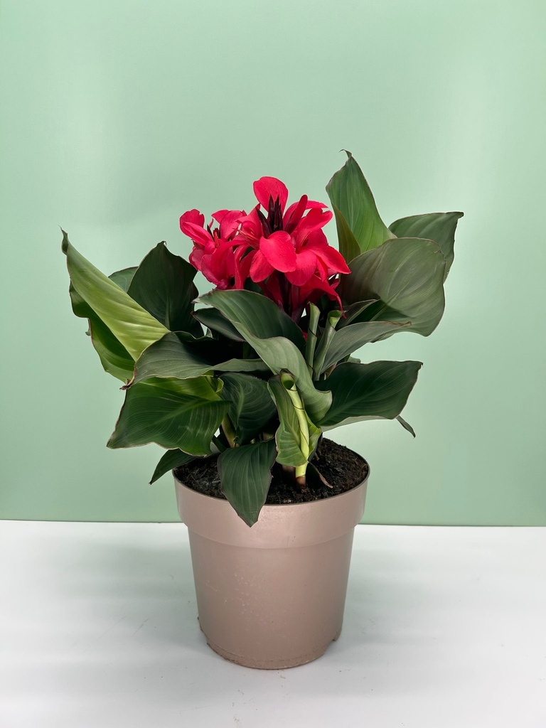 Canna CANNOVA cespuglio 27
