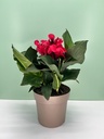 Canna CANNOVA cespuglio 27