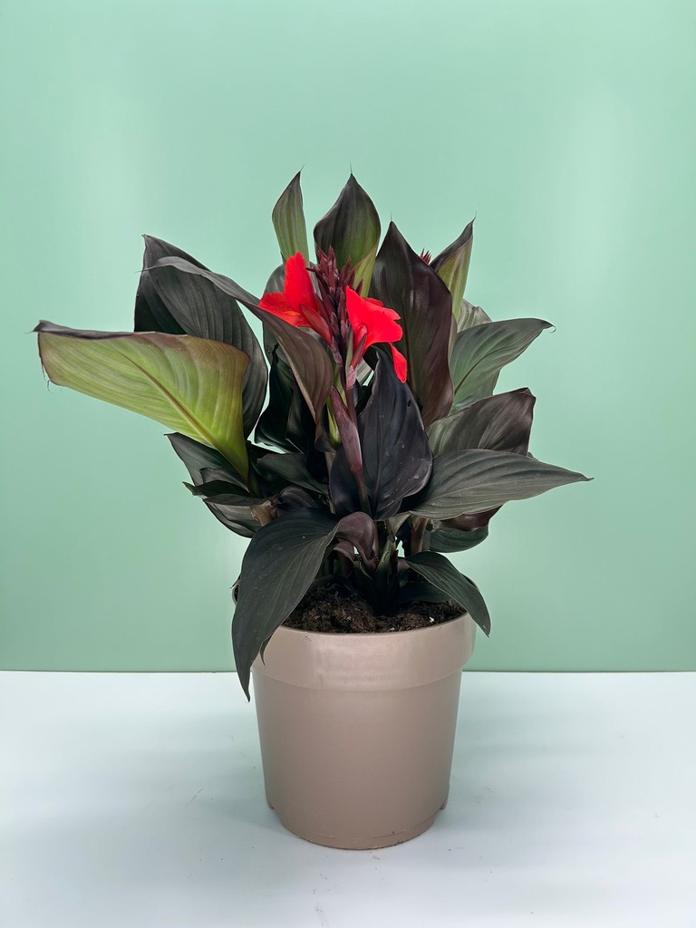 Canna CANNOVA cespuglio 27