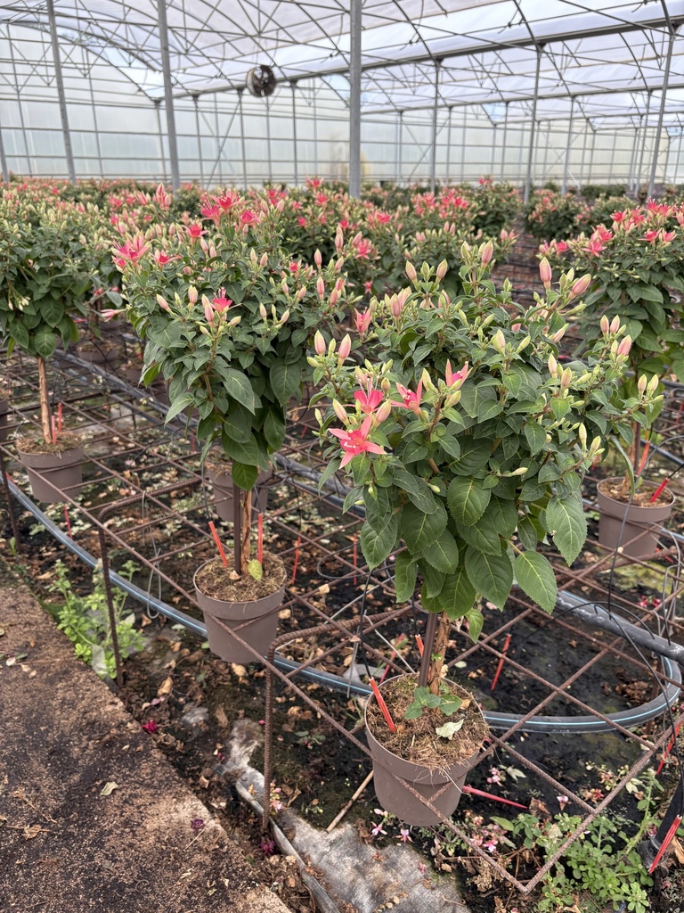 Fuchsia hybrida alberello 17
