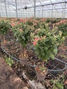 Fuchsia hybrida alberello 17
