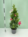 Dipladenia pink piramide 17