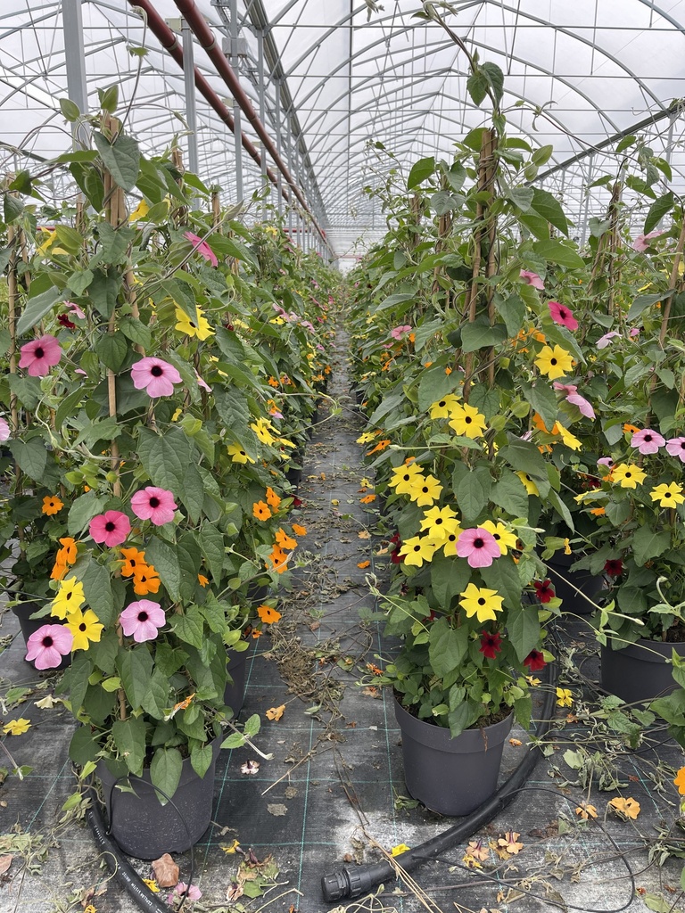 Thunbergia alata multicolor piramide 21