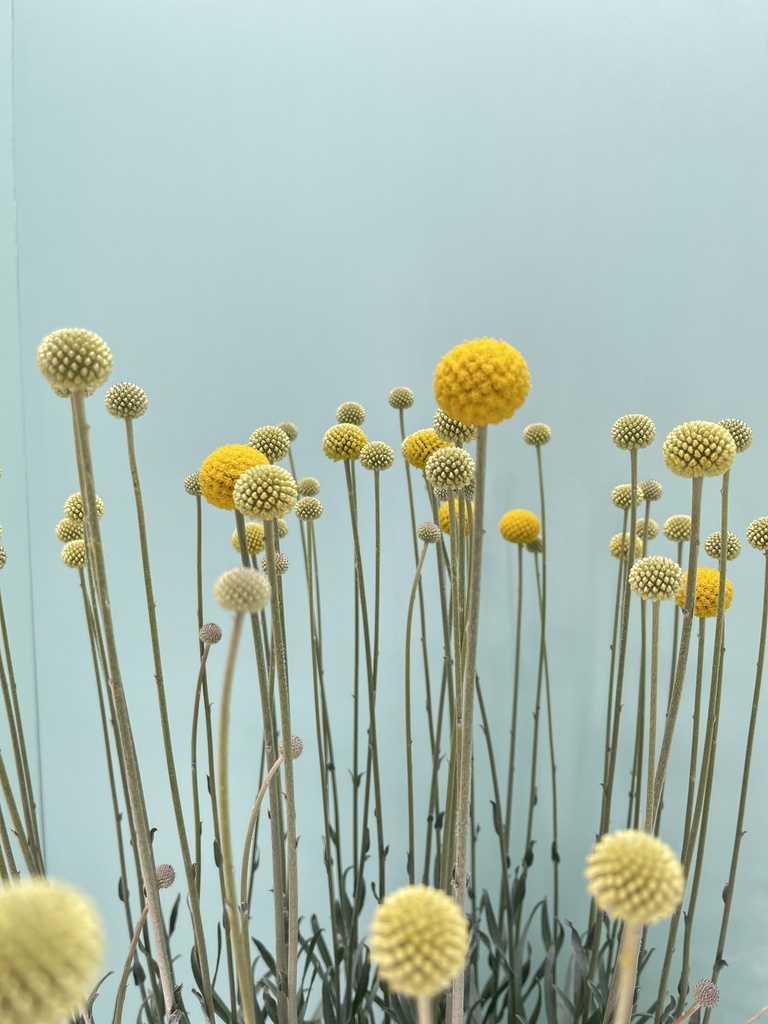 Craspedia globosa Golf Beauty vaso 14