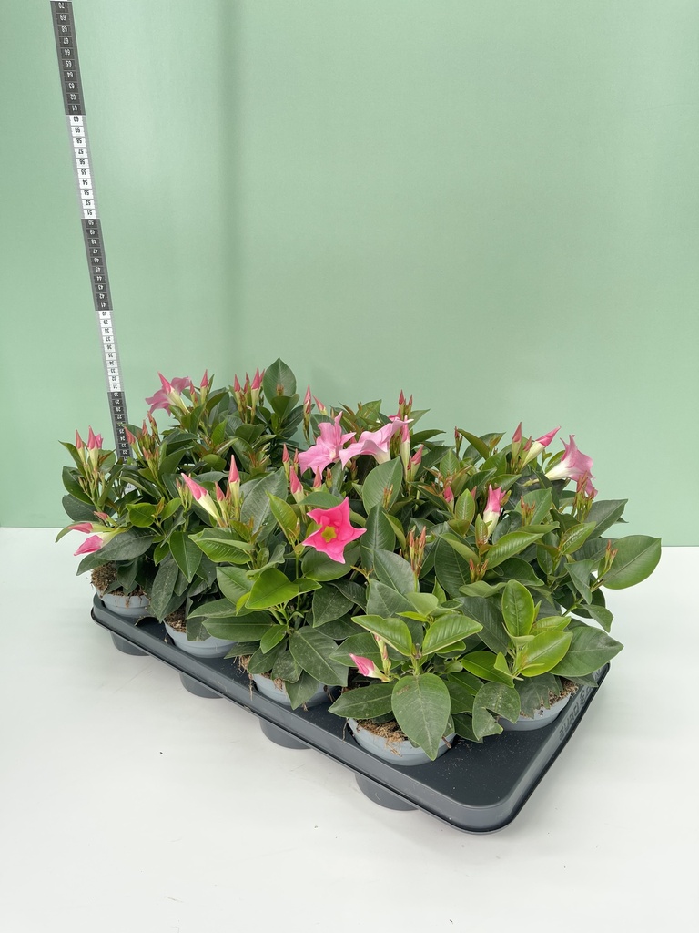 Dipladenia pink cespuglio 12