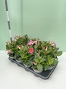Dipladenia pink cespuglio 12