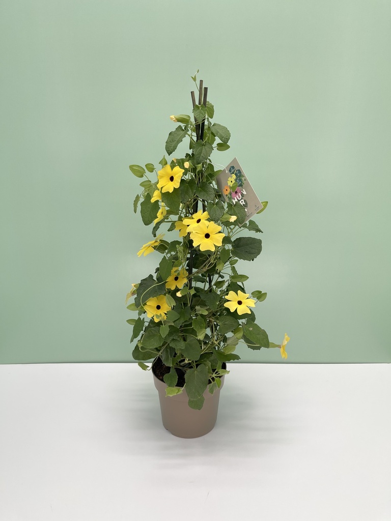 Thunbergia alata piramide 17