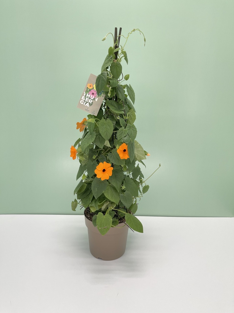 Thunbergia alata piramide 17