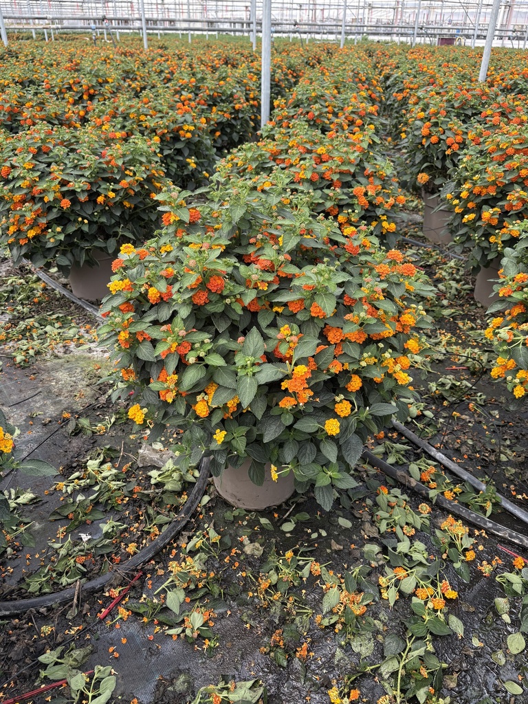 Lantana camara Orange Busch 27
