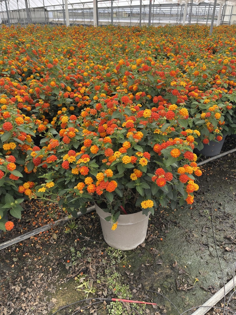 Lantana camara Orange Busch 27