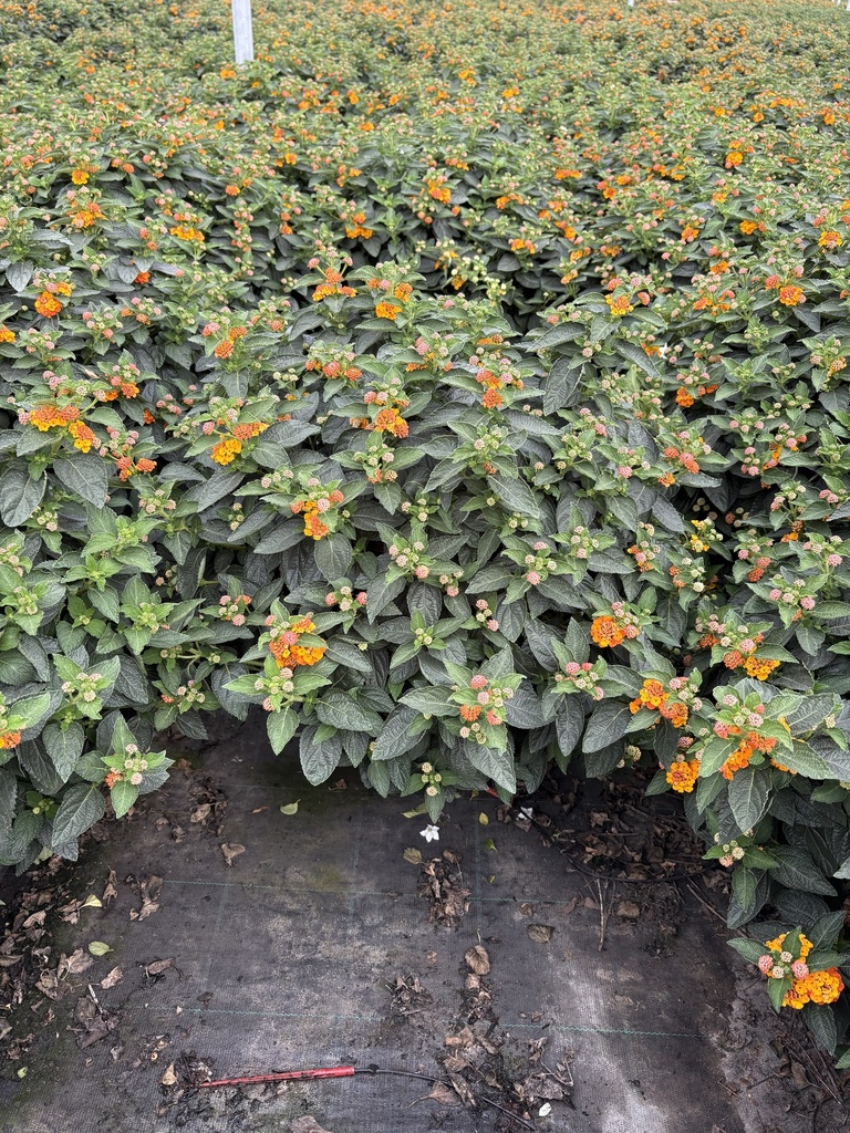 Lantana camara arancio cespuglio 27