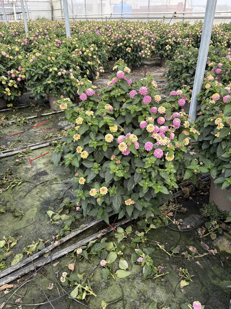 Lantana camara purple bush 27