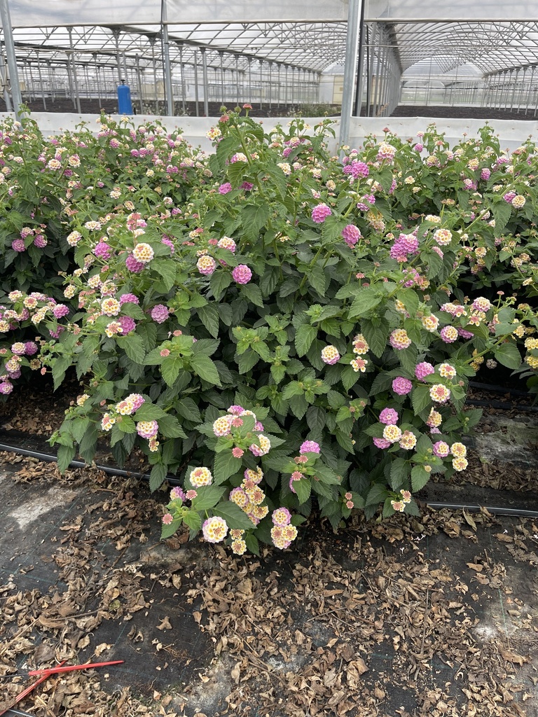 Lantana camara purple bush 33