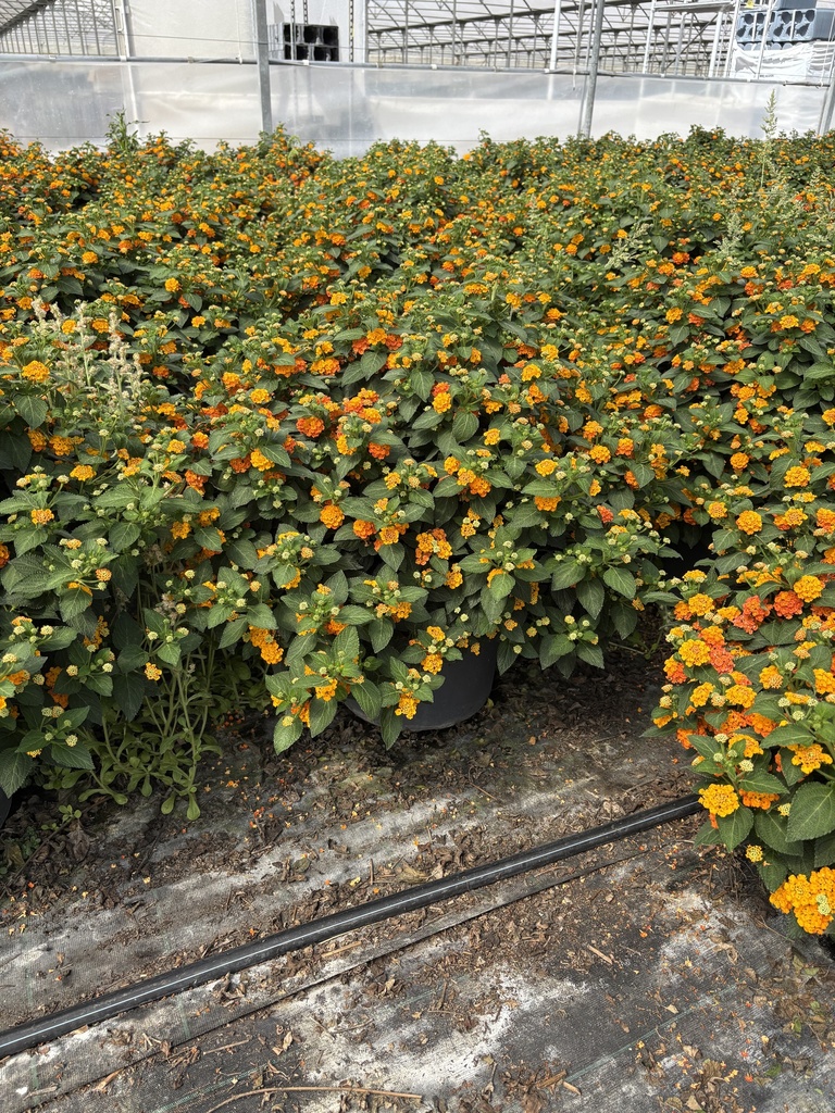 Lantana camara orange bush 33